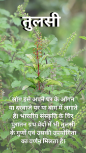 tulsi